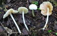 Entoloma_sericellum