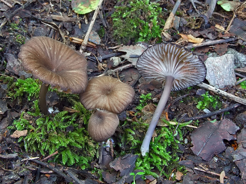 Entoloma serrulatum