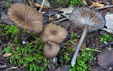 Entoloma serrulatum