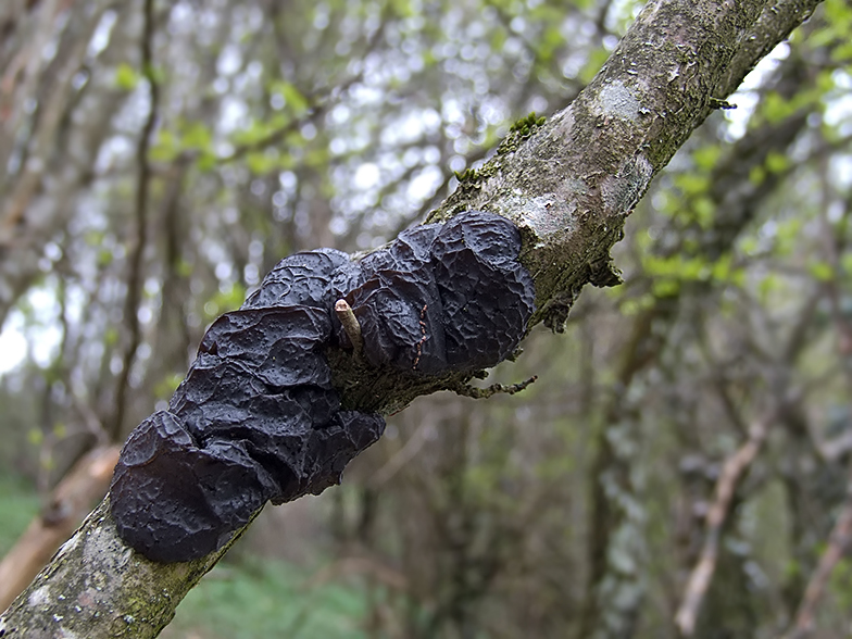 Exidia glandulosa sec