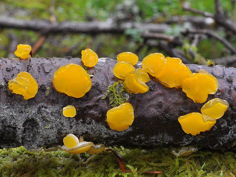 Femsjonia pezizaeformis