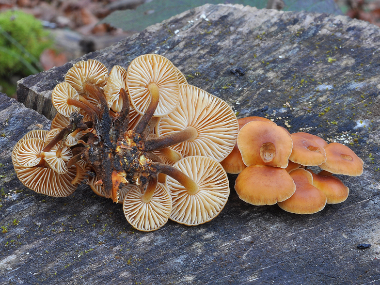 Flammulina velutipes