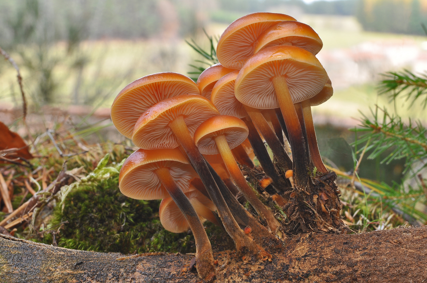 Flammulina velutipes