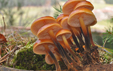 Flammulina velutipes