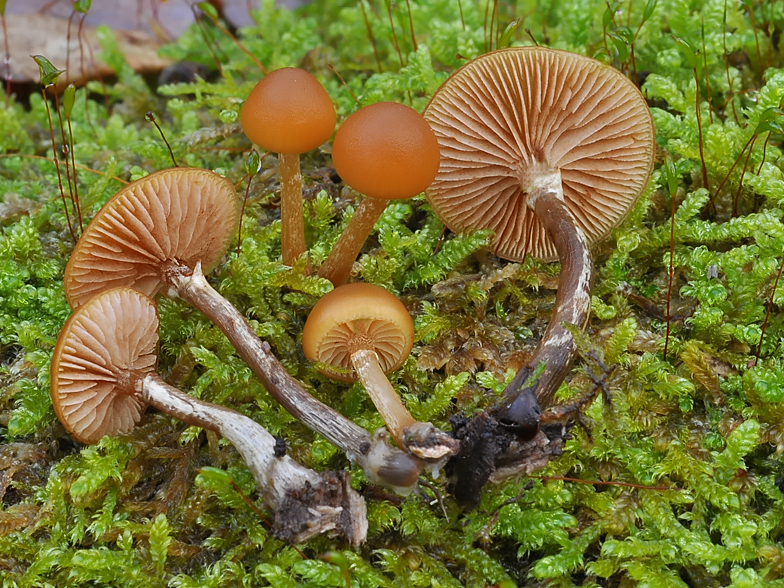 Galerina marginata