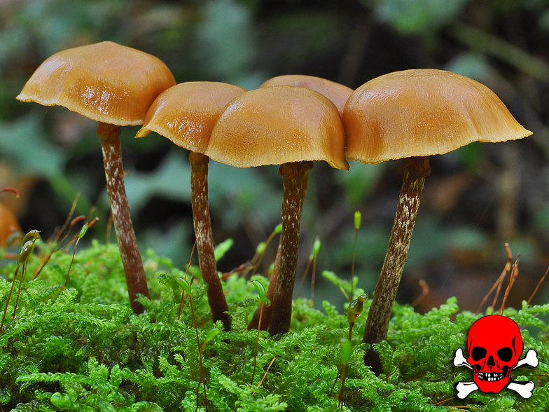 Galerina marginata Chancy