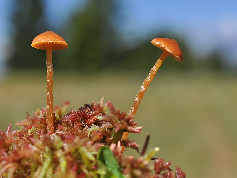 Galerina paludosa