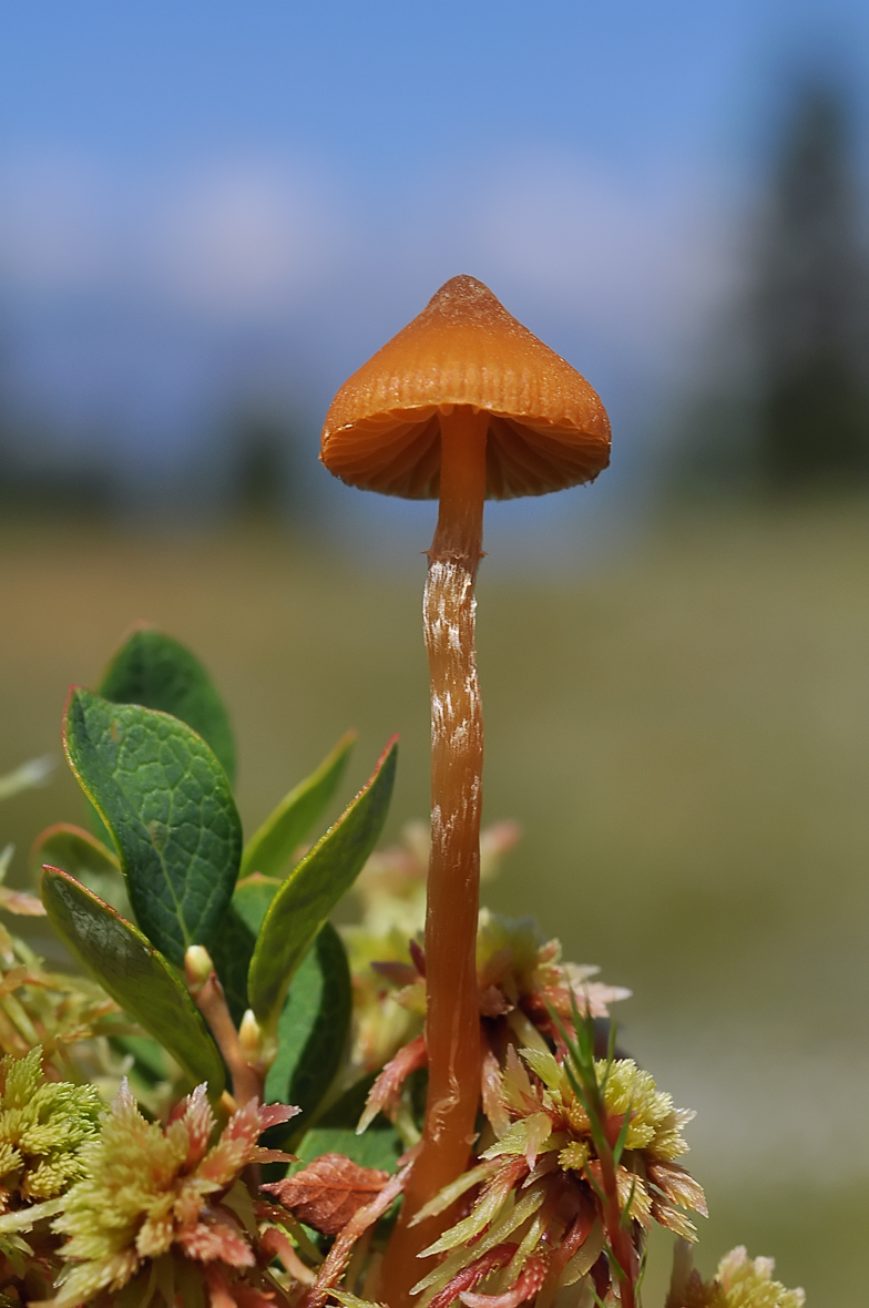 Galerina paludosa