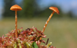 Galerina paludosa