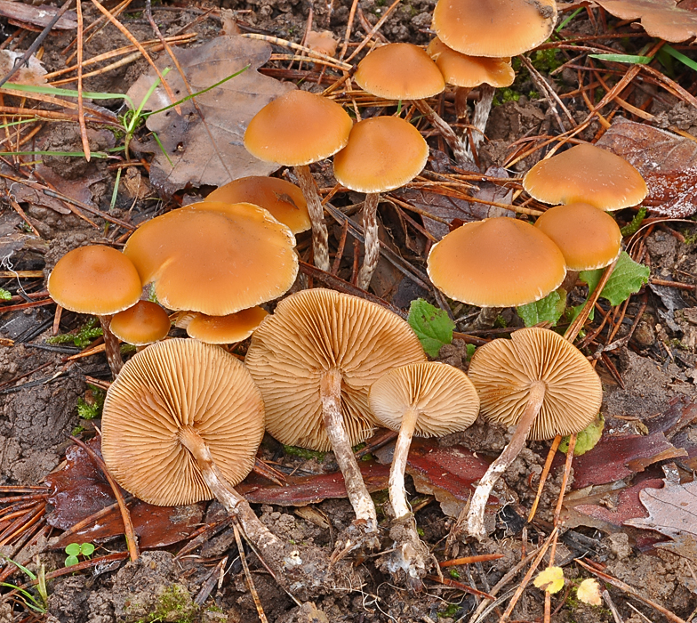 Galerina stylifera