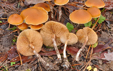 Galerina stylifera