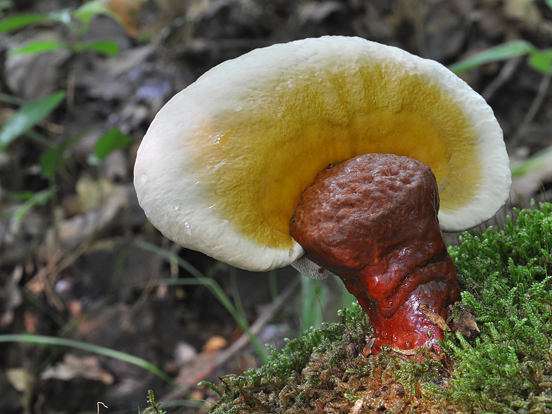 Ganoderma lucidum