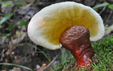 Ganoderma lucidum