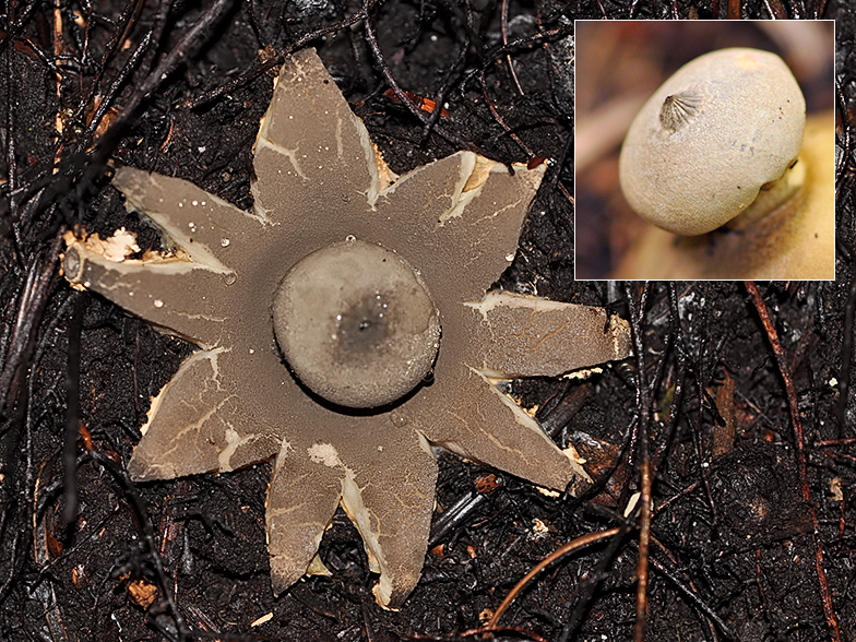 Geastrum pectinatum