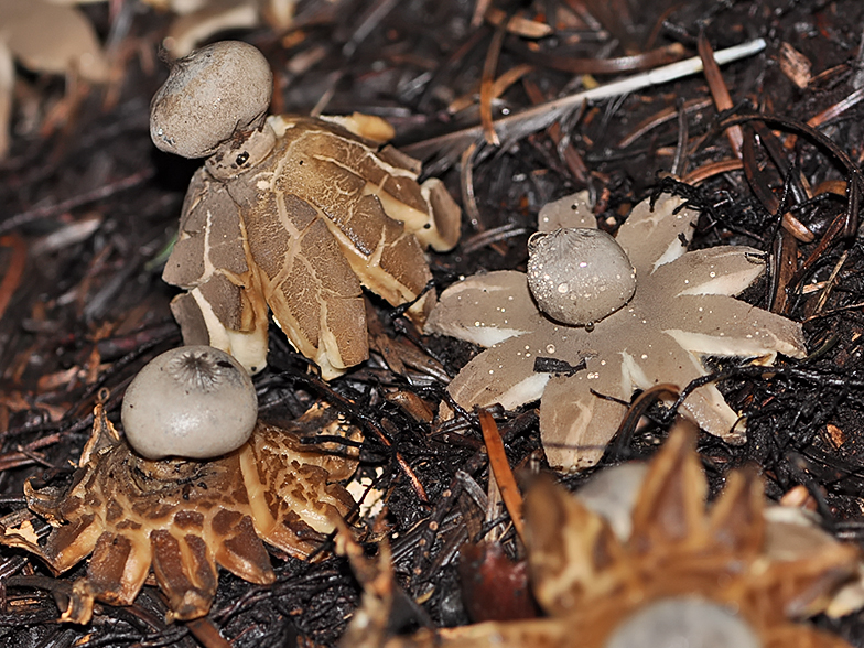 Geastrum pectinatum