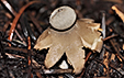 Geastrum pectinatum