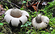 Geastrum sessile