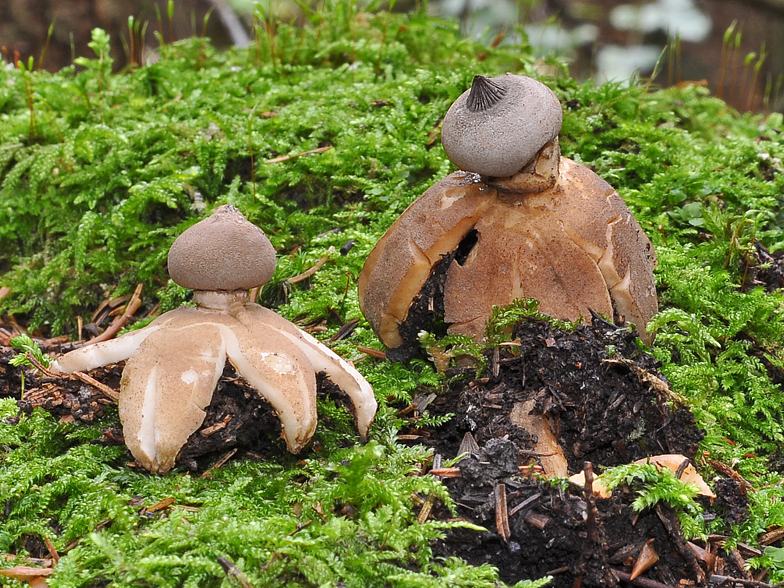 Geastrum striatum