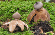 Geastrum striatum