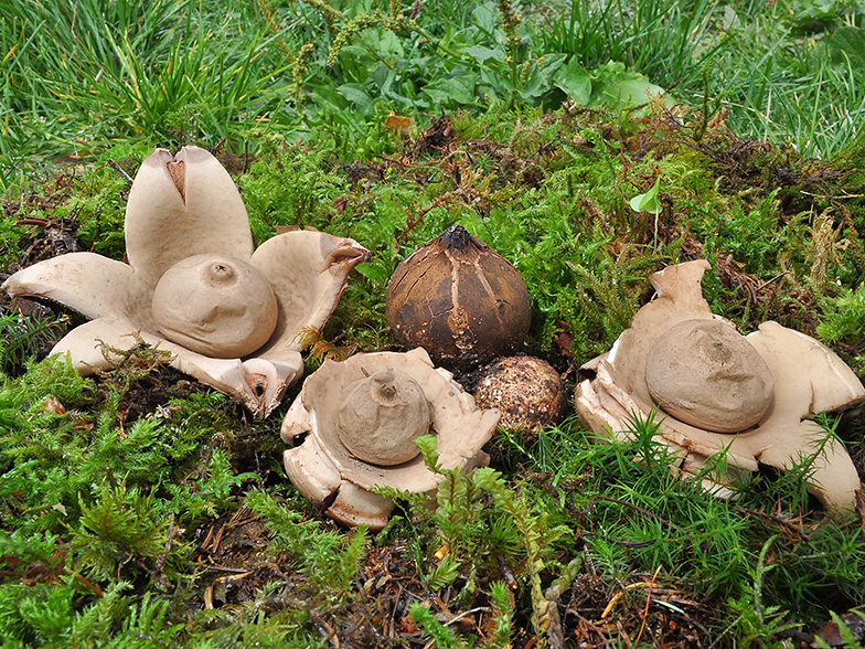 Geastrum triplex