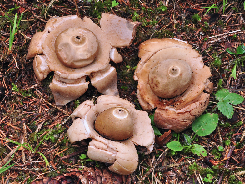 Geastrum triplex