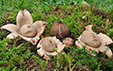 Geastrum triplex