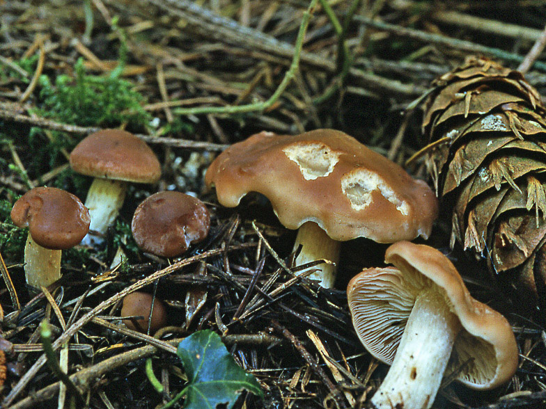 Gerhardtia incarnatobrunnea