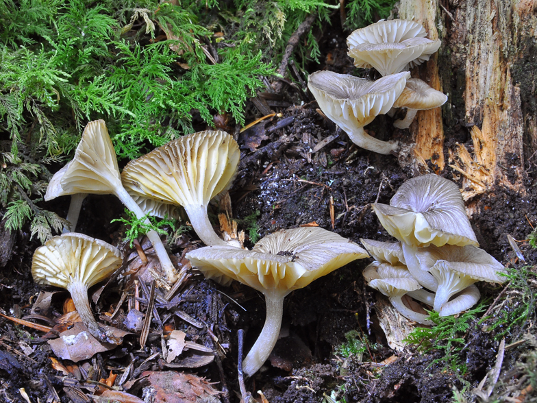 Gerronema xanthophyllum