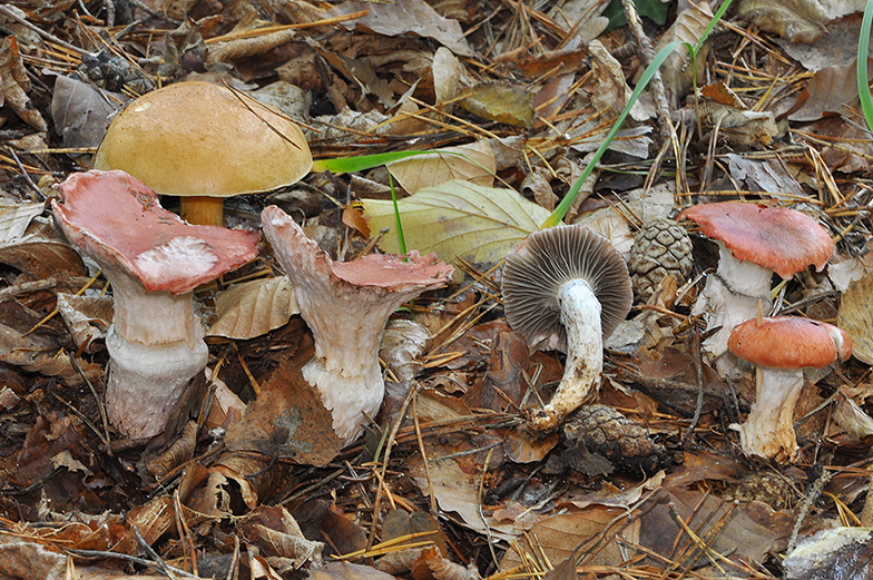 Gomphidius roseus