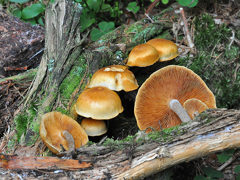 Gymnopilus hybridus