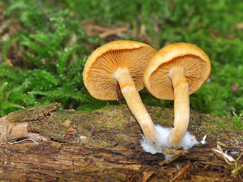 Gymnopilus hybridus