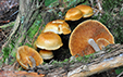 Gymnopilus hybridus