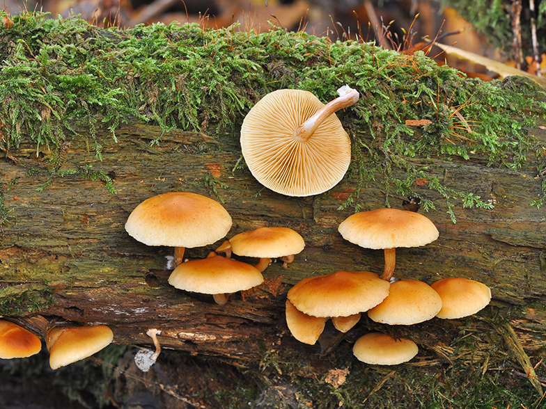 Gymnopilus penetrans