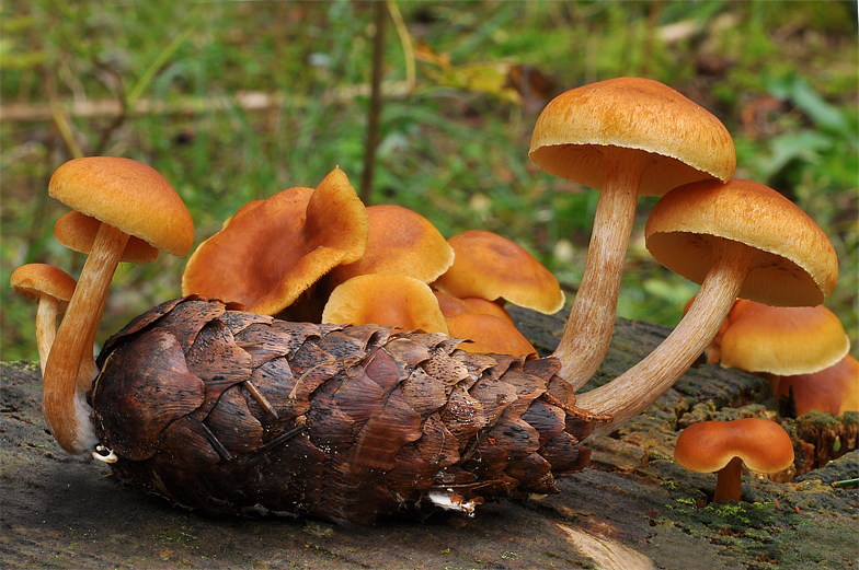 Gymnopilus penetrans