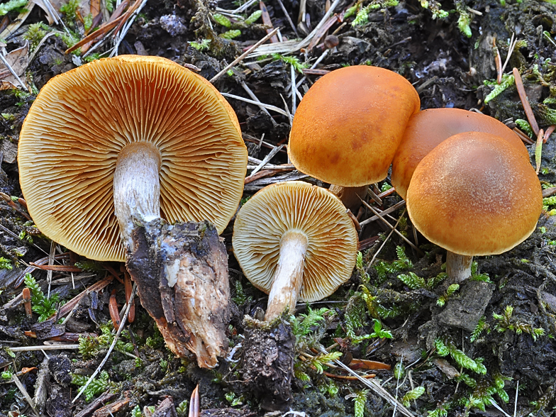 Gymnopilus penetrans