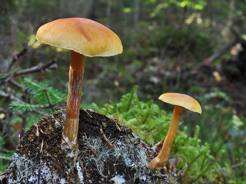 Gymnopilus penetrans