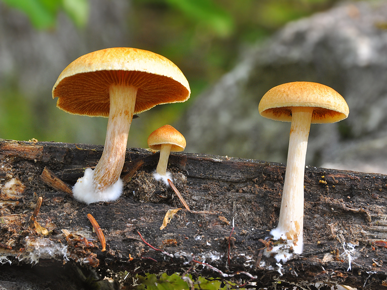 Gymnopilus penetrans