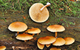 Gymnopilus penetrans