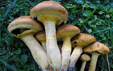 Gymnopilus spectabilis