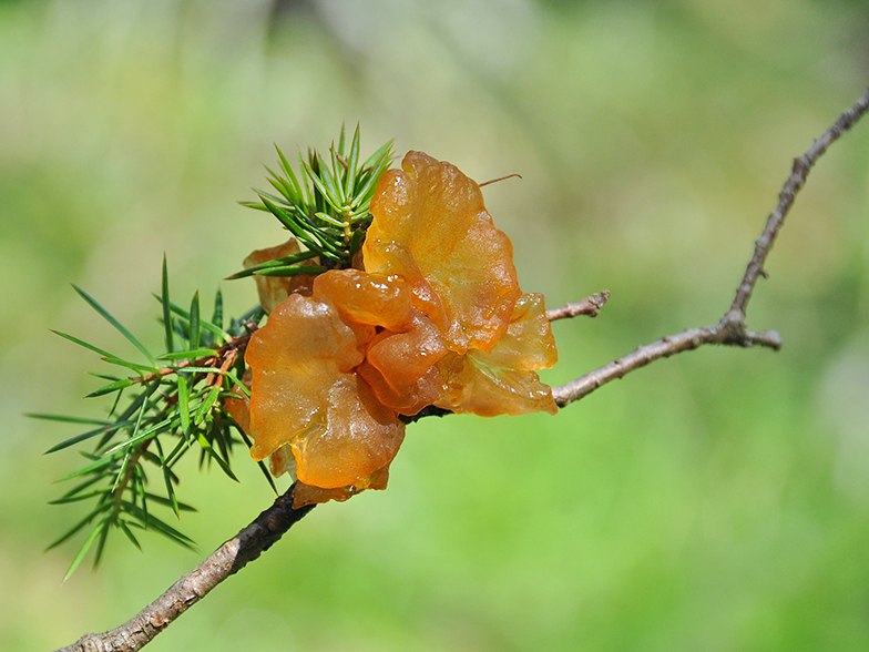 Gymnosporangium tremelloides