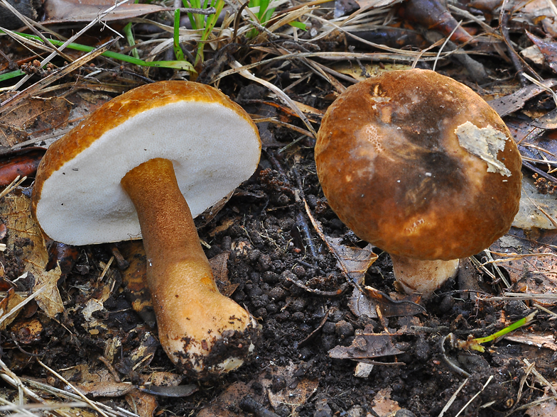 Gyroporus castaneus