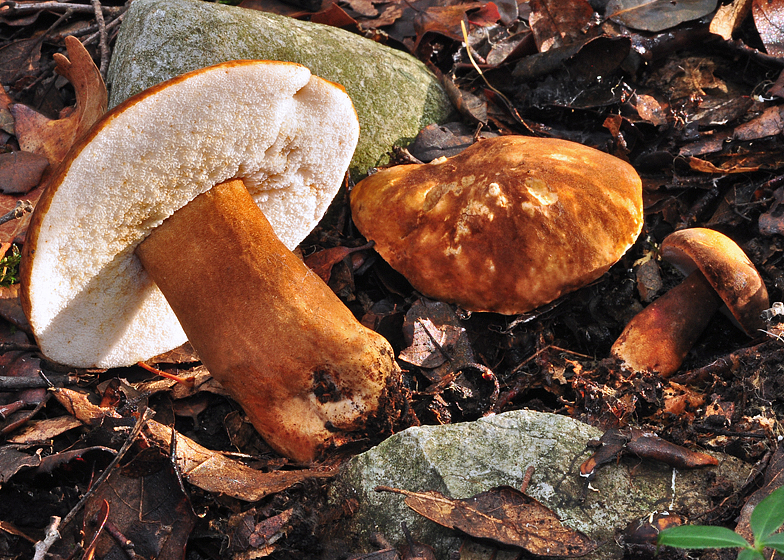 Gyroporus castaneus