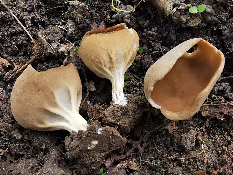 Helvella acetabulum