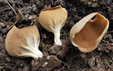 Helvella acetabulum