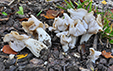 Helvella crispa