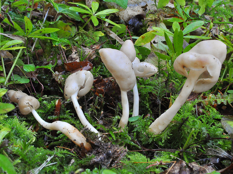 Helvella elastica