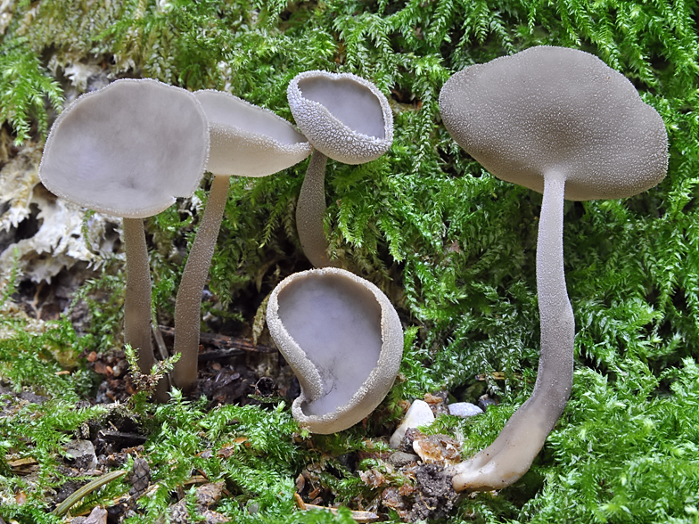 Helvella macropus