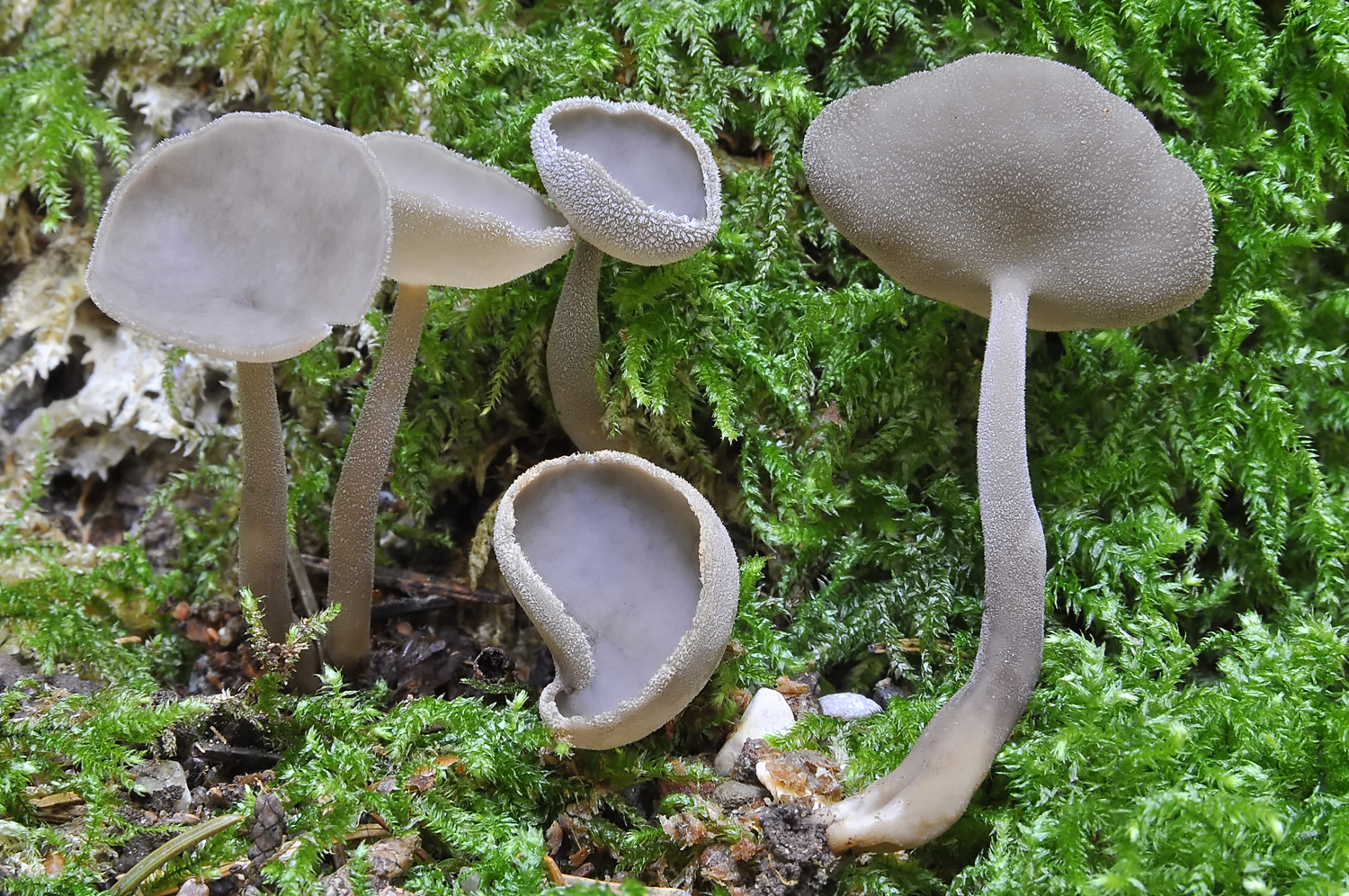 Helvella macropus