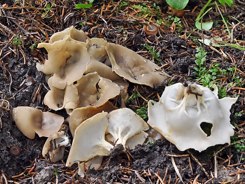 Helvella oblongispora