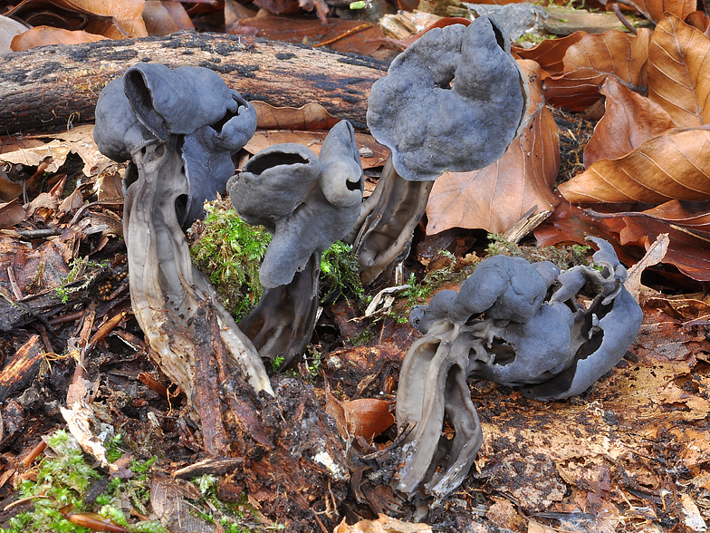 Helvella sulcata